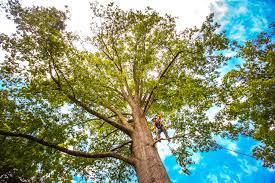 Best Tree Maintenance Programs  in Canyon Lake, TX