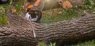 Best Artificial Turf Installation  in Canyon Lake, TX