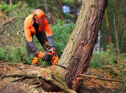 Best Root Management and Removal  in Canyon Lake, TX