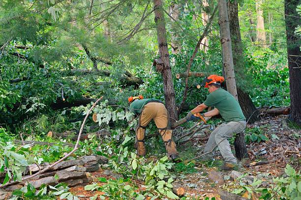 Best Hedge Trimming  in Canyon Lake, TX