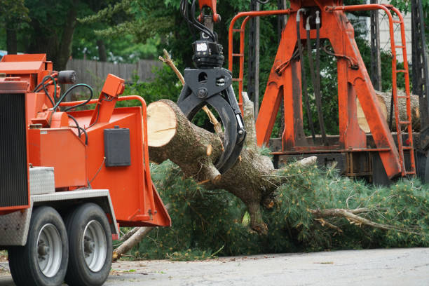 Best Tree Maintenance Programs  in Canyon Lake, TX