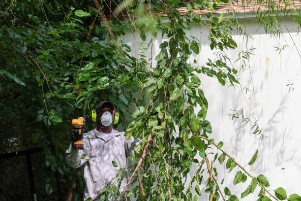 Best Arborist Consultation Services  in Canyon Lake, TX