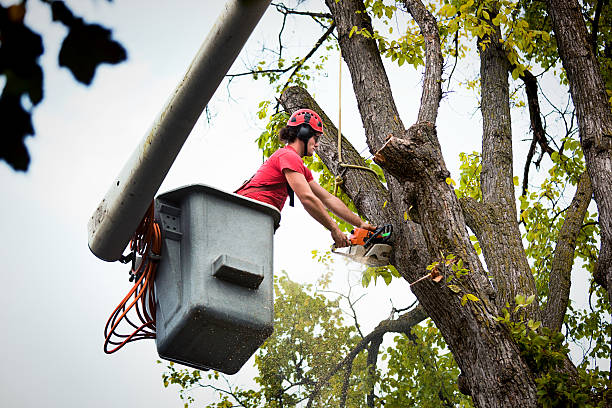How Our Tree Care Process Works  in  Canyon Lake, TX